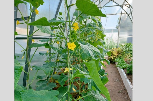 Наталья Коломна 4