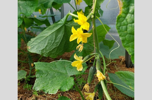 Наталья Коломна 3