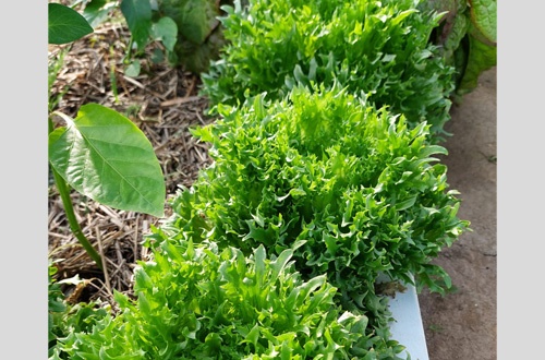 Наталья Коломна 5