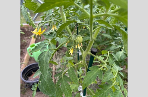 Людмила Макарова Чебоксары