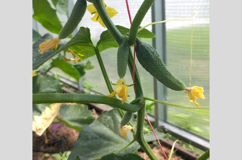 Людмила Гамма 2