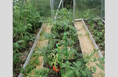 Ирина Литвак 2